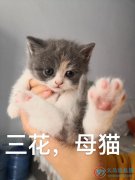 英国短尾猫四小只找主人